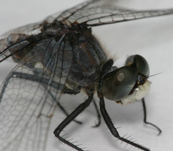 Whitefaced.dragonfly.side.head.thorax