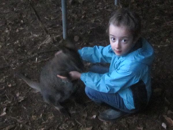 Wallaby.and.Sam.2