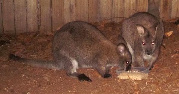 Wallaby.pair