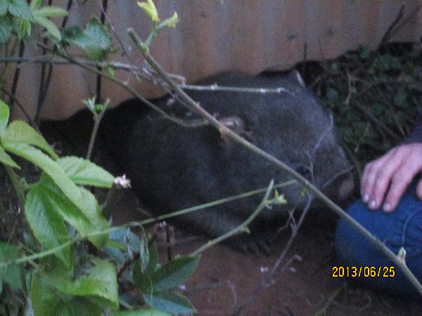 Wombat.under.chicken.coop