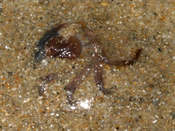 Burrowing.crab.digging.3