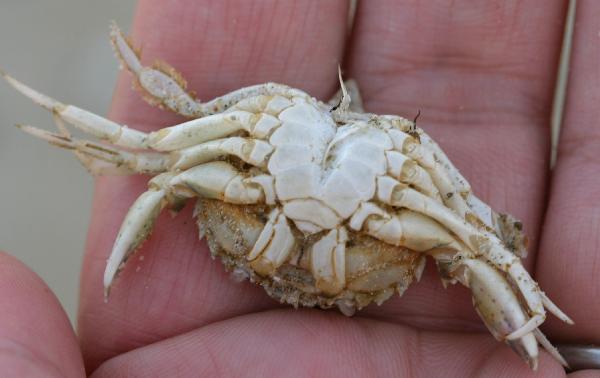 Dead.Crab.1.ventral.claws.missing