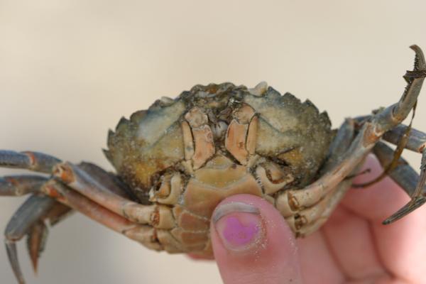 Dead.Crab.3.ventral
