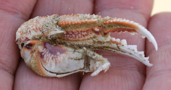 Disembodied.crab.claw