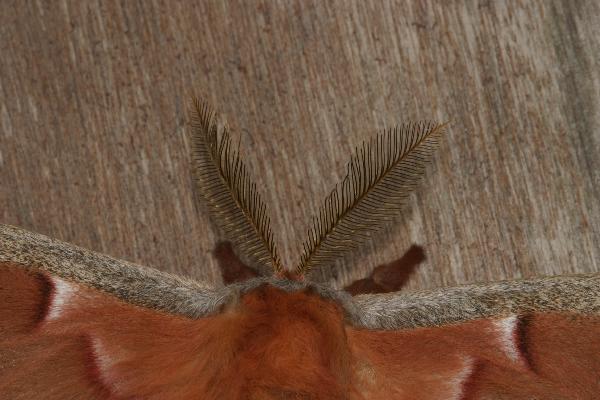 polyphemus.adult.male.antennae