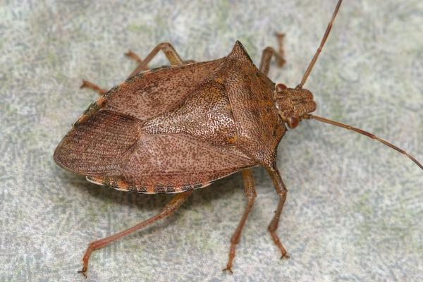 spined.soldier.bug.2013.dorsal