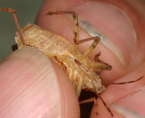 spined.soldier.bug.2013.ventral