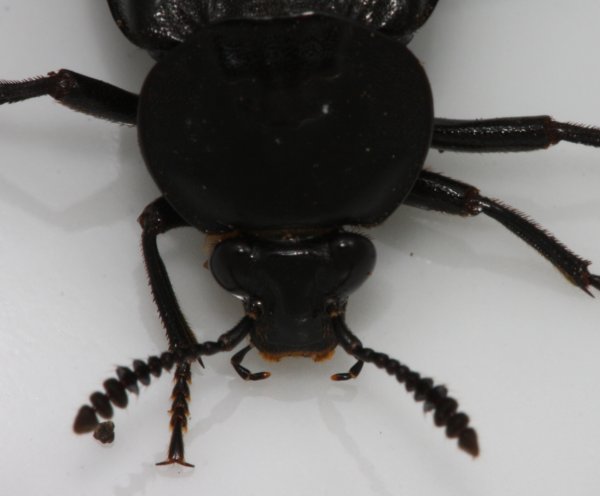RL.Carrion.Beetle.dorsal.head