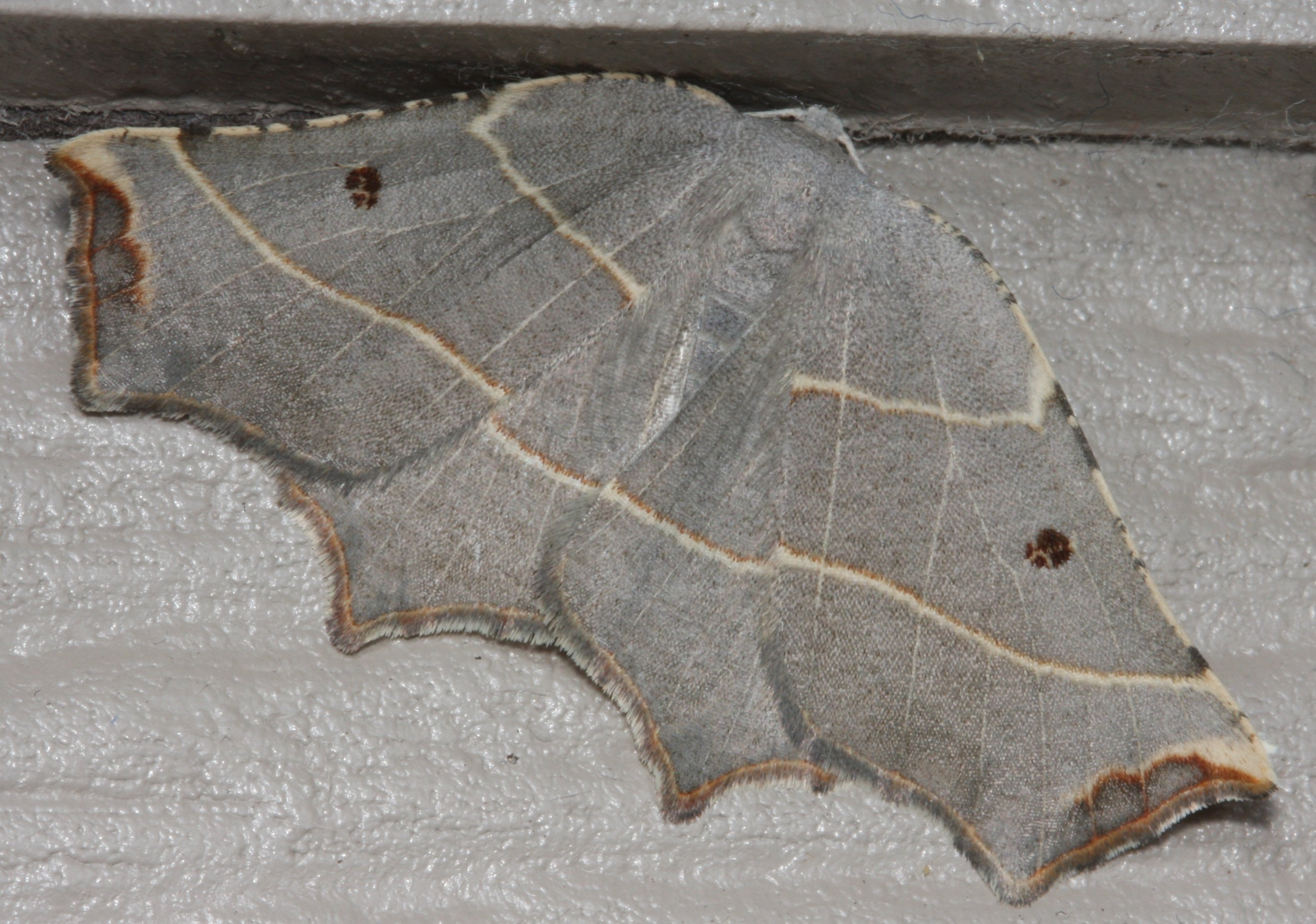 pale.metanema.dorsal