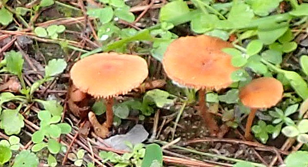 Brown.mushrooms.side