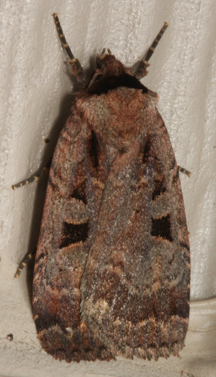 Gray.moth.six.black.spots.dorsal