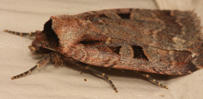 Gray.moth.six.black.spots.sidel