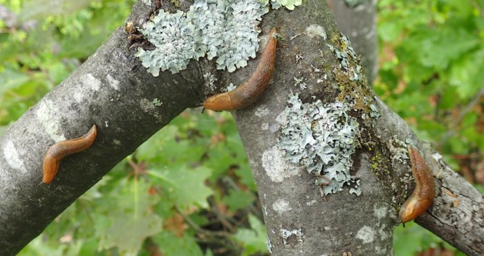 Slugs.on.tree