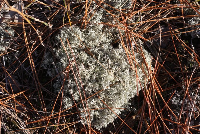 Reindeer.moss.whole.thing