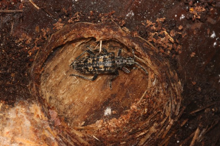Beetle.under.pine.bark.dorsal.with.nest