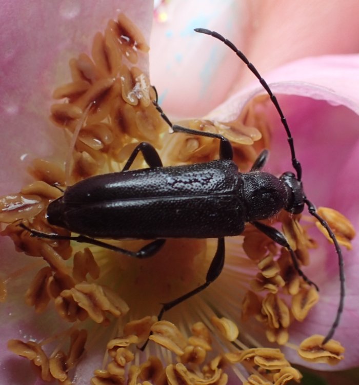 black.beetle.closer
