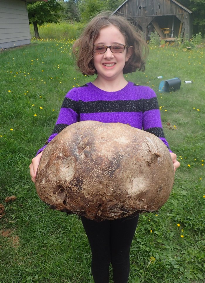giant-puffball-with-sam-ripe