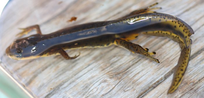 newt-full-dorsal