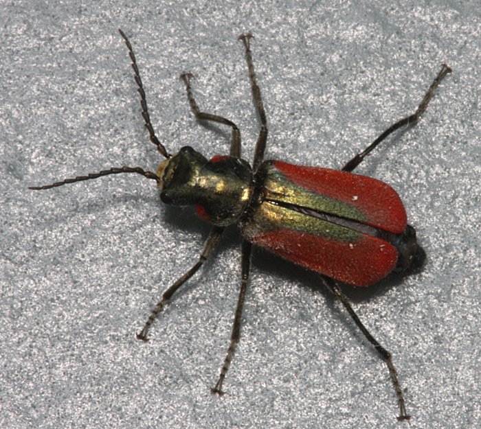 scarlet-malachite-beetle-dorsal