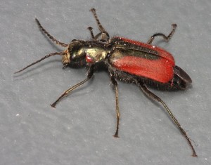 scarlet-malachite-beetle-side