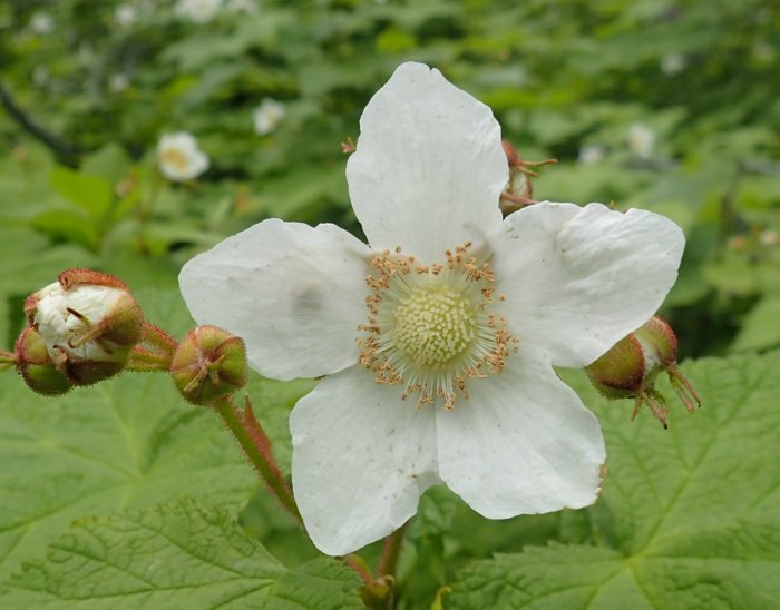 thimbleberry-blossom-less-pollen