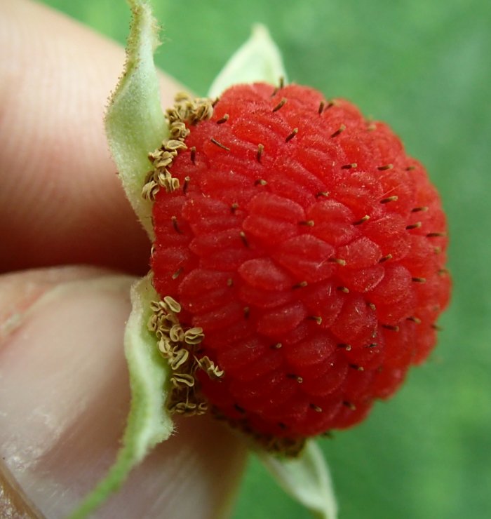 thimbleberry-fruit-closeup