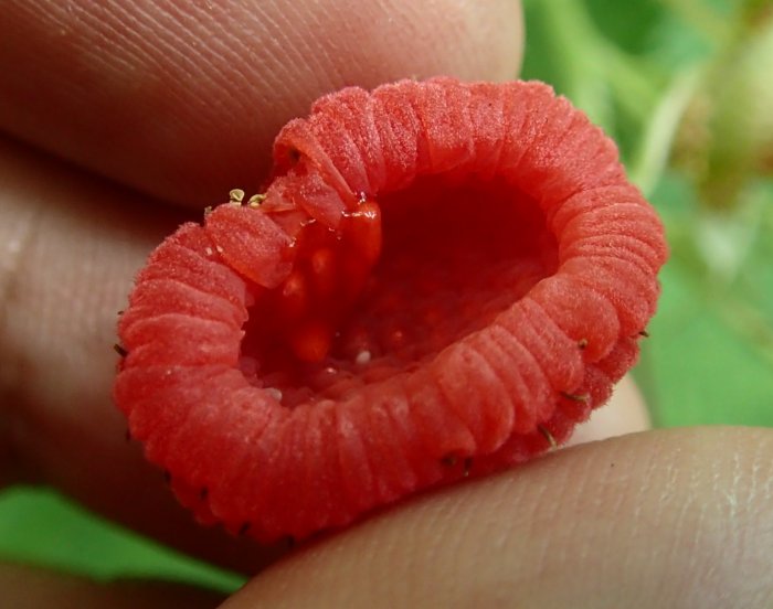 thimbleberry-fruit-picked