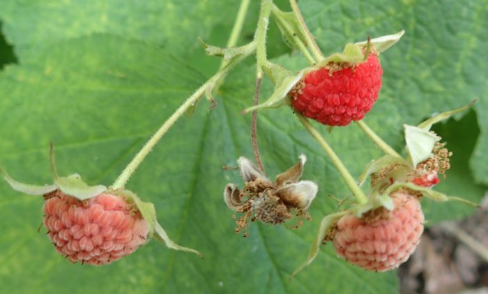 thimbleberry-fruits