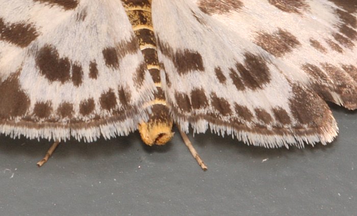 black-and-white-spottedmoth-from-rear