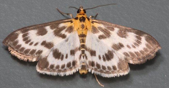 black-and-white-spottedmoth-orange-thorax