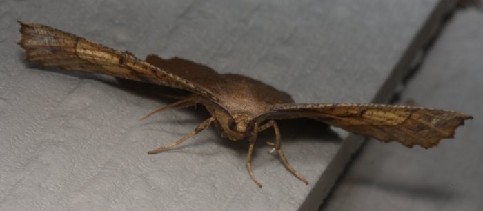 brown-moth-scallped-wings-facing