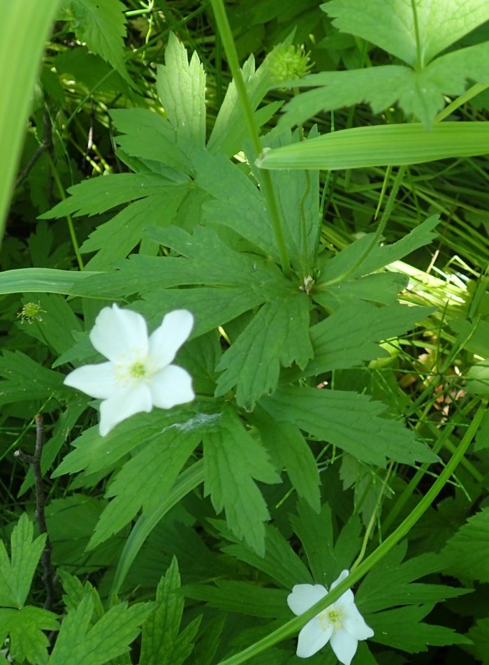 canadian-anemone-leaves