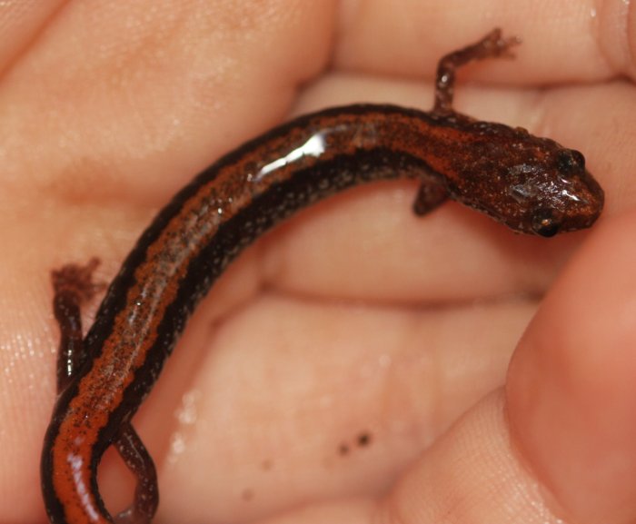 red-backed-salamander-dorsal-3