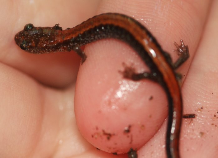 red-backed-salamander-dorsal-rear-foot-visible