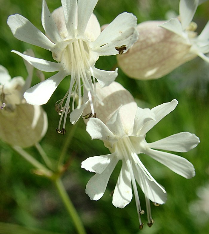 bladder-campion-flower-closeup-facing