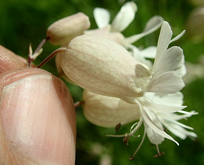 bladder-campion-flower-closeup-side
