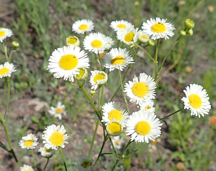 daisy-fleabane-blossom-cluster