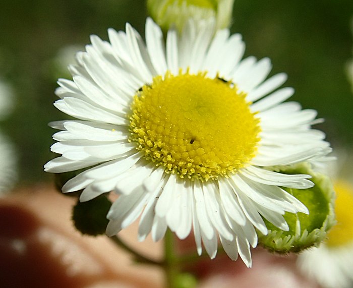 daisy-fleabane-single-blossom