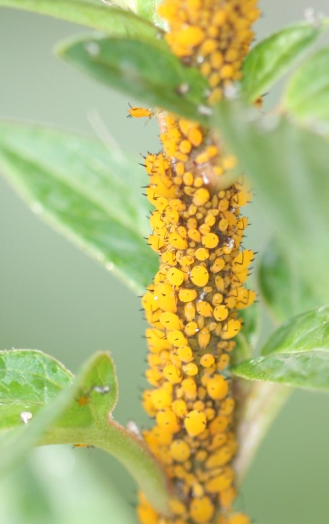 orange-aphids-on-milkweed-the-backyard-arthropod-project