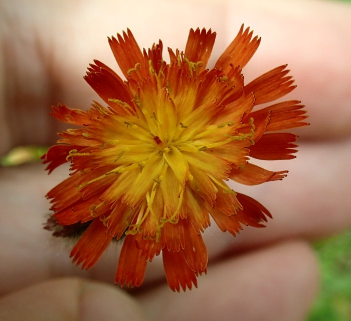 Orange.hawkweed,facing