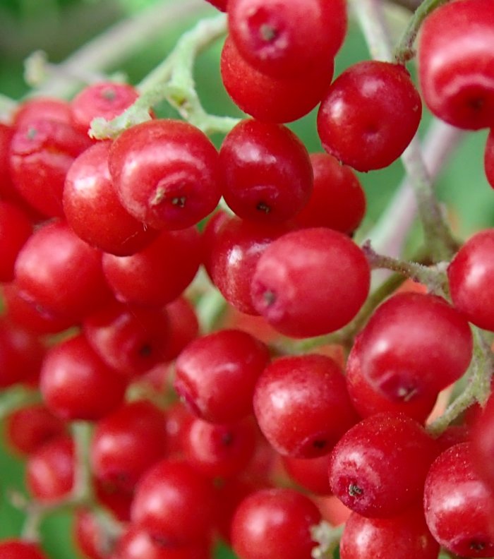 Red.elderberry.berries.closeup
