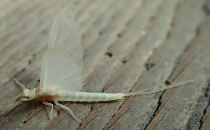 Mayfly.white