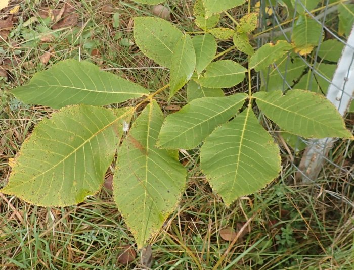 Hickory.Tree.compound.leaves