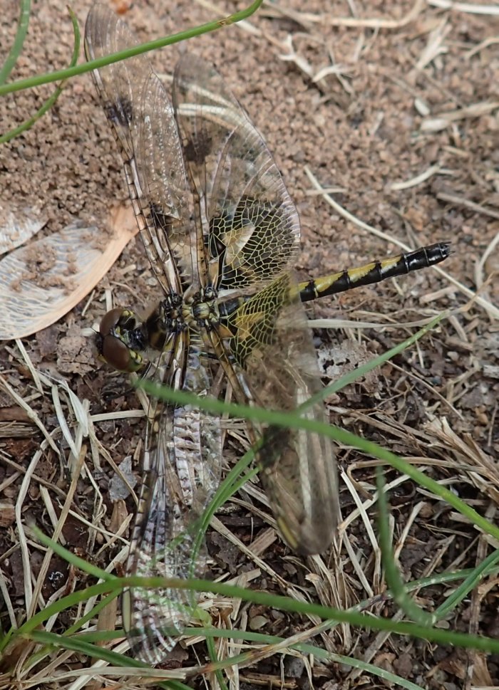 Dragonfly.yellow.markings.hindwings.side