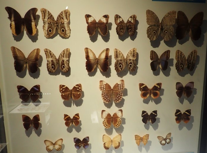 Insectarium.butterflies