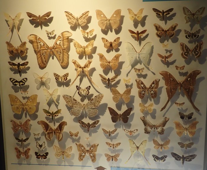 Insectarium.moths.1