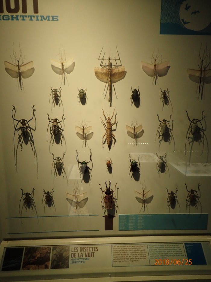 Insectarium.night.insects