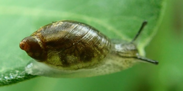 Snail.side.shell.focused