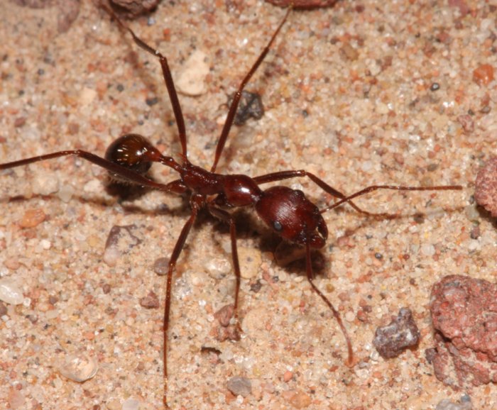 NM.ant.side