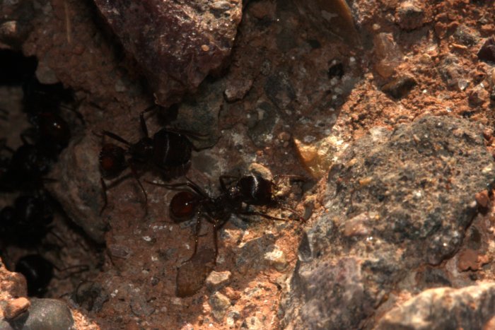 NM.ants.nest.guards